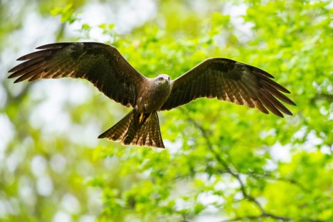 Black kite (Milvus migrans) flying in a forest in early summer, Bavaria, Germany