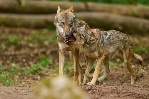 Wolf (Canis lupus), two wolves standing close to each other, one wolf shows its teeth, Germany