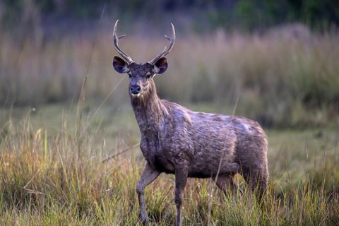 Sambar or horse deer (Cervus unicolor), Corbett National Park, near Ramnagar, Uttarakhand State,