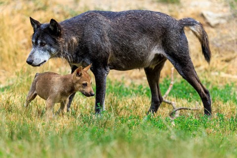 A large black wolf accompanied by a small puppy, Timberwolf, wolf, American wolf, (Canis lupus
