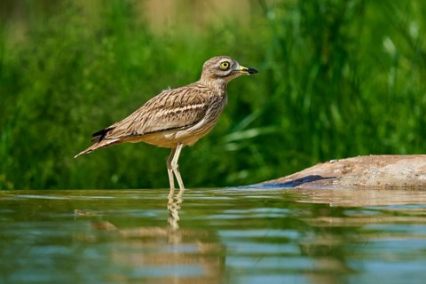 A bird stands in the water, surrounded by green nature, with a clear view, Stone Curlew (Burhinus