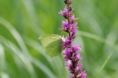 Lemon butterfly (Gonepteryx rhamni), female, purple loosestrife (Lythrum), colourful, nectar,