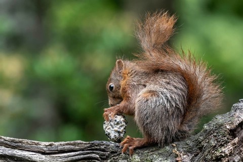 Squirrel (Sciurus vulgaris) with tit dumpling, Emsland, Lower Saxony, Germany