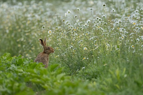 European brown hare (Lepus europaeus) adult animal on the edge of a farmland sugar beet crop with a
