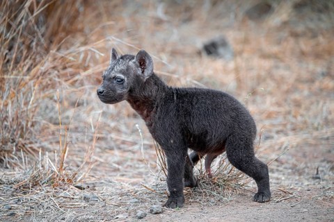 Spotted hyena (Crocuta crocuta), male young, Kruger National Park, South Africa