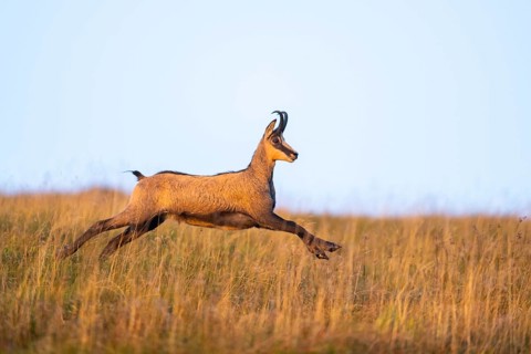 Chamois (Rupicapra rupicapra) on a meadow in the Vosges Mountains, wildlife, France