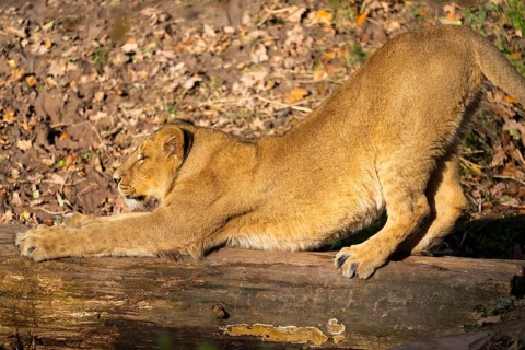 Asiatic lion (Panthera leo persica), youngster, stretching, captive, habitat in India