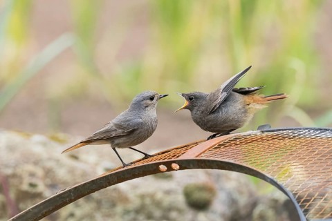 A female black redstart (Phoenicurus ochruros) and a young bird begging for food sitting in front