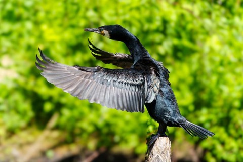 A cormorant with its wings wide open on a branch, surrounded by lively greenery, Cormorant,