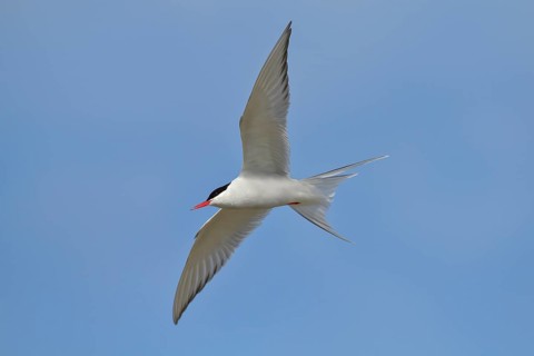 Arctic Arctic Tern (Sterna paradisaea), adult bird in flight, wildlife, nature photography,