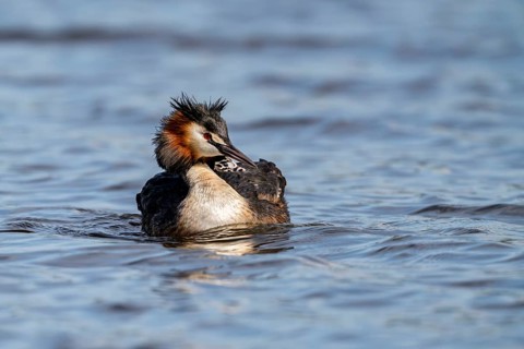 Great Crested Grebe (Podiceps scalloped ribbonfish), with chicks on its back, Vulkaneifel,