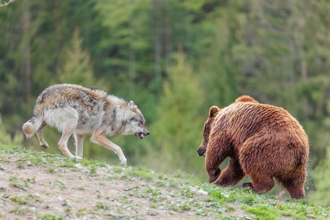A Eurasian gray wolf (Canis lupus lupus) encounters a European brown bear (Ursus arctos arctos) in