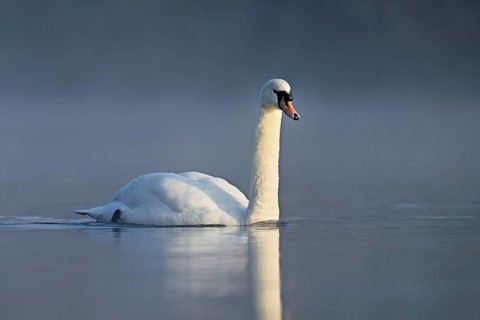 Mute swan (Cygnus olor), swimming in the morning light on the Flachsee, nature reserve, Reusstal,