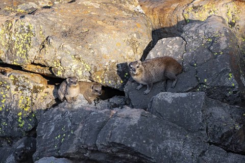 Rock hyrax (Procavia capensis), group on rocks in the evening light, Mpumalanga, South Africa