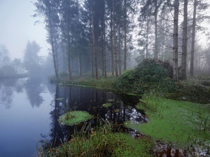Ballmoos forest reserve, raised bog in the fog, Lieliwald, Lindenberg, Horben, Canton Lucerne,