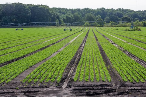 Orangeville, Michigan - Radishes growing on a farm in western Michigan