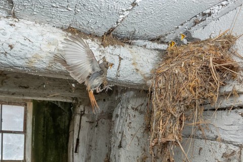 Black redshank (Phoenicurus ochruros) in flight to feed its chicks in the nest in an old barn. Bas