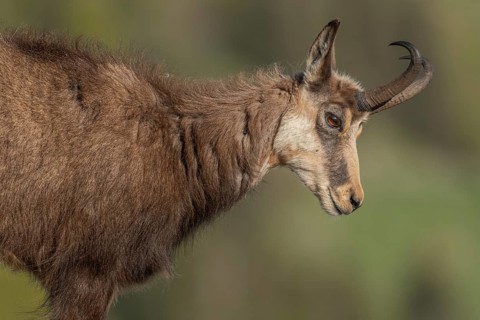 Chamois (Rupicapra rupicapra) during the spring moult. Hohneck, Vosges, Alsace, France