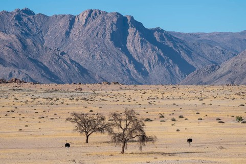 Common ostriches (Struthio camelus) in dry landscape in front of the Brandberg, Damaraland, Namibia