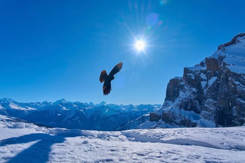 Alpine chough (Pyrrhocorax graculus), bird flying over snow-covered mountains in the sunlight,