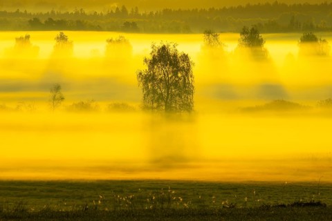 Early morning fog over the moor, birch (Betula), birch family (Betulaceae), sunrise fog, Pfrungen,