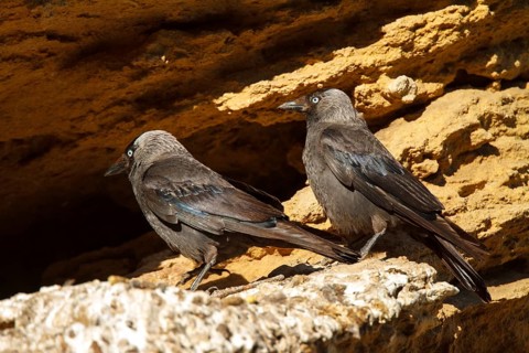 Western Jackdaw (Coloeus monedula), Andalusia, Spain