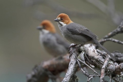 Rufous-eared Brushfinch (Atlapetes rufigenis), Central Highlands, Peru
