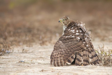 Cooper's Hawk (Accipiter cooperii) perched on the ground, Texas, USA