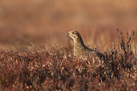 Black Grouse (Lyrurus tetrix) female, Sweden