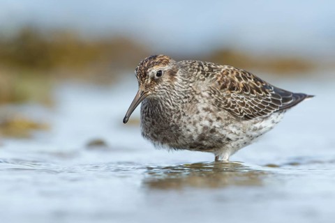 Purple Sandpiper (Calidris maritima), Myvatn, Iceland