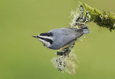 Red-breasted Nuthatch (Sitta canadensis), British Columbia, Canada