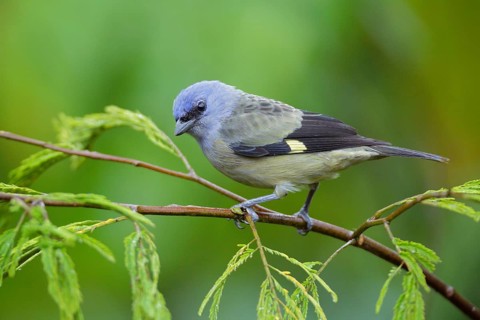 Yellow-winged Tanager (Thraupis abbas) perched on a branch, Alajuela, Costa Rica