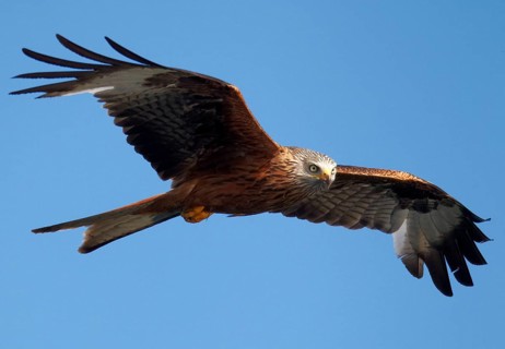 Red Kite (Milvus milvus) flying, Mecklenburg-Western Pomerania, Germany