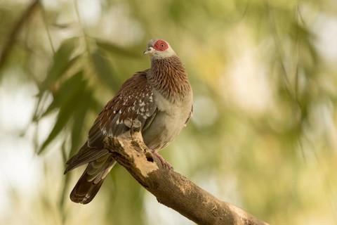 Speckled Pigeon (Columba guinea), Gambia