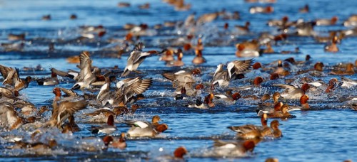 Eurasian Wigeon (Mareca penelope) group, Netherlands