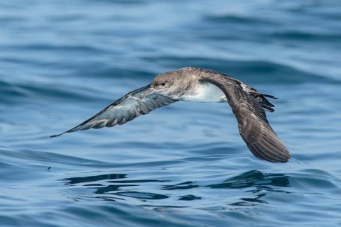 Black-vented Shearwater (Puffinus opisthomelas) flying, California, USA