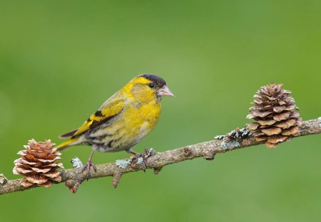 Carduelis spinus