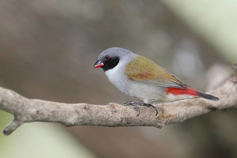 Swee Waxbill (Coccopygia melanotis), Western Cape, South Africa