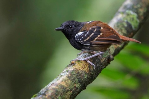 Southern Chestnut-tailed Antbird (Myrmeciza hemimelaena) perched on a branch in Manu National Park,