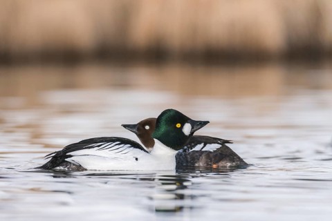 Common Goldeneye (Bucephala clangula) pair, Grisons, Switzerland
