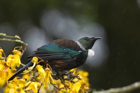 Tui on kowhai flowers in rain