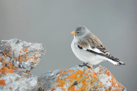 White-winged Snowfinch (Montifringilla nivalis), Valais, Switzerland