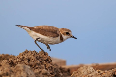 Kentish Plover (Charadrius alexandrinus) female, Greece
