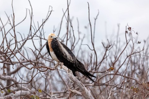 Frigatebirds (Fregatidae), Galapagos, Ecuador
