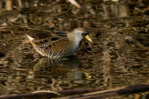 Sora (Porzana carolina) in freshwater marsh