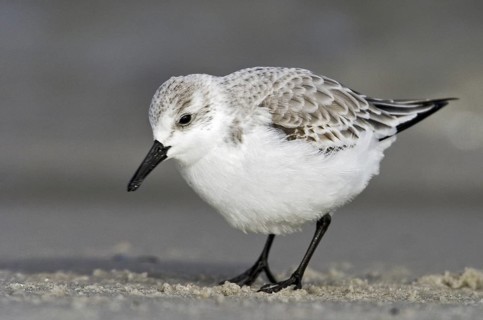 Sanderling (Calidris alba), New Jersey, USA