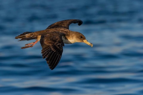 Cory's Shearwater (Calonectris borealis) flying, Eilat, Israel