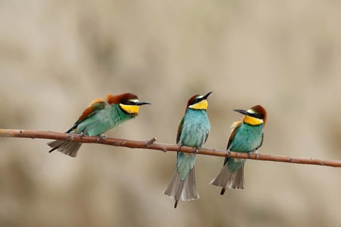 European Bee-eater (Merops apiaster), Piedmont, Italy