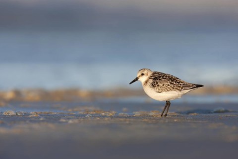 Sanderling (Calidris alba)