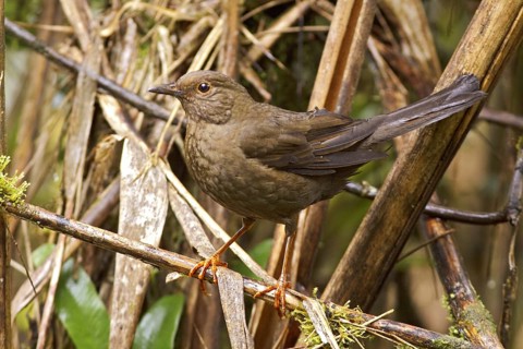 Glossy-black Thrush (Turdus serranus), Ecuador